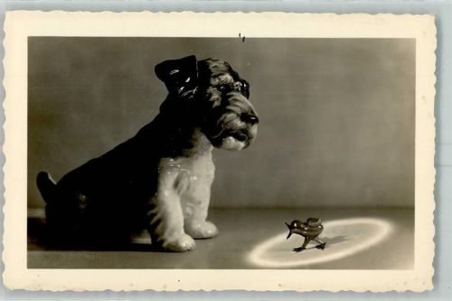 Hund Vogel