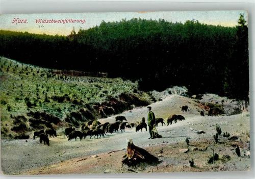 Ilsenburg 1936 Wildschweinfütterung Verlag Lederbogen 398 Ort lt. Stempel