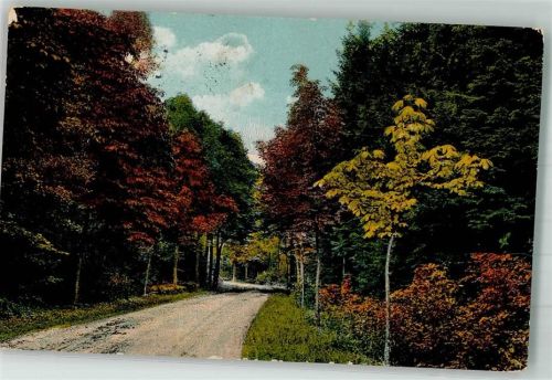 Cunewalde 1919 Weg durch einen herbstlichen Wald Ort lt. Stempel