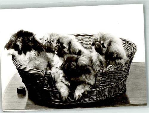 Nürtingen Hund Pekinesenzucht in der Braike