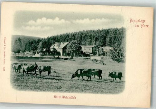 Braunlage Weidende Rinder vor dem Hotel Waldmühle Verlag Stengel & Co. 9537