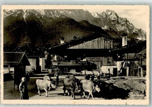 82491 W8104 Untergrainau Foto AK Altes Bauernhaus Kuhherde
