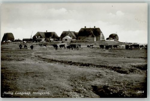 25863 W2251 Oland , Hallig Foto AK Hilligenlei Hallig Langeneß