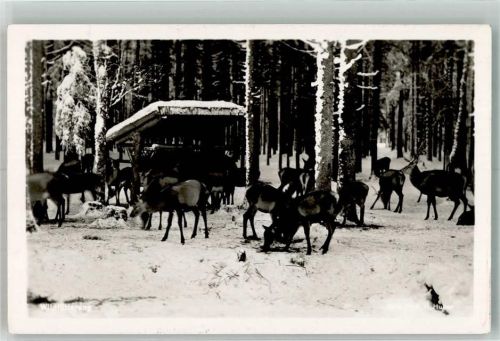 Foto H. Huber Winter Wildfütterung
