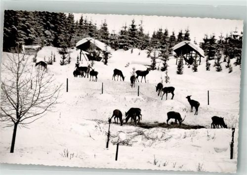Wildfütterung im Harz im Winter