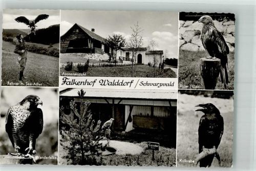 Walddorf Falkenhof Seeadler Wanderfalke Kolkrabe Roter Milan