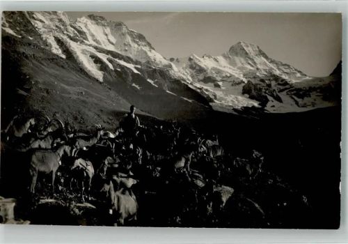 Foto E. Gyger Am Weg n. Rottalhütte Breithorn Hirte