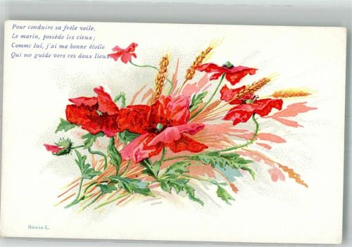 Klatschmohn