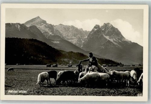 Schäfer auf der Weide