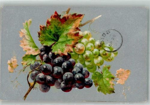 1907 Weinrebe an herbstlich verfärbten Blättern