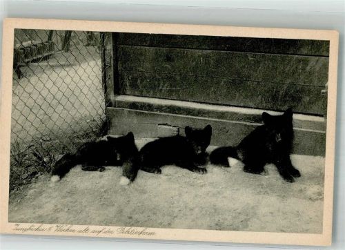 Dabringhausen Jungfüchse in der Pelztierfarm Dhünnenburg Fotograf Kremer