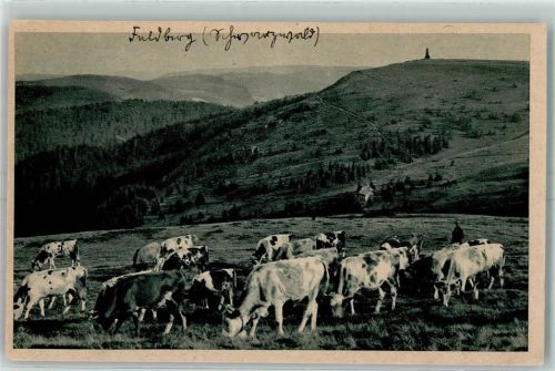 Feldberg Kuhherde