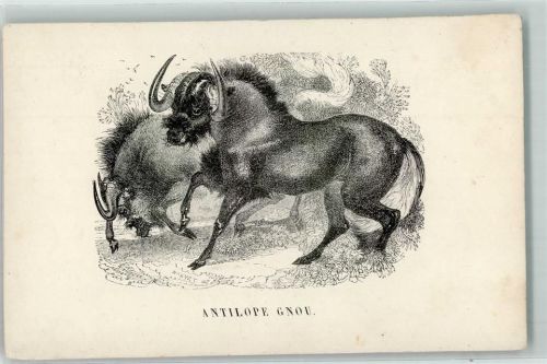 Antilope Gnu Künstlerkarte sign Harvey