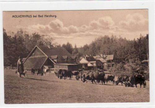 Bad Harzburg Bad Harzburg. Kuhherde am Molkenhaus gelaufen, 1924. Gute Erhaltung.