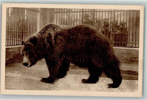 Wien 1935 - 1940 Grizzly Bär Zoo Schönbrunn AK