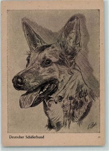 Schäferhund