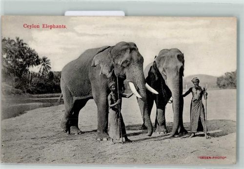 Colombo Volkstypen Ceylon Elephants AK