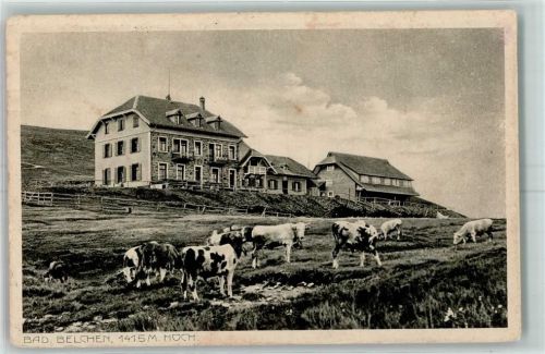Belchen 1915 Kuhherde