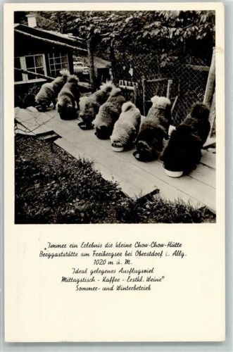 Oberstdorf 1956 Gasthaus am Freibergsee u. kleine Chow Chow Hütte AK