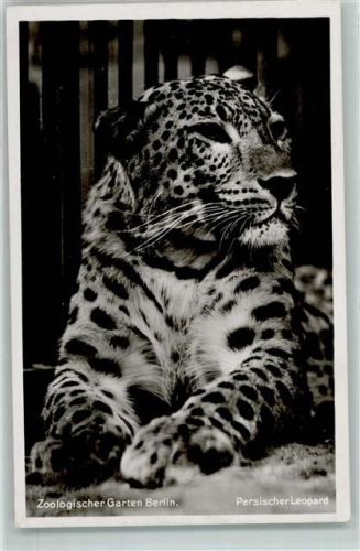 Berlin Mitte 1940 Verlag Zoo Berlin Persischer Leopard AK