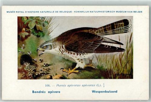 sign. Hub Dupond Wespenbussard Musee Royal Historie Naturelle de Belique Nr. 108 AK Raubvogel Künstlerkarte