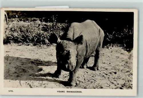 Junges Rhinozeros in Mombasa AK Nashorn Foto AK