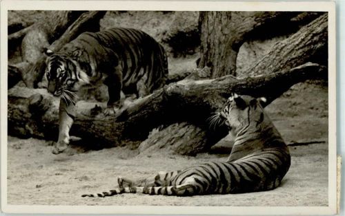 München 1936 Königstiger Zoo Hellabrunn Verlag Münchener Tierpark AK