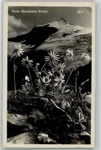 Tiroler Alpenblumen: Arnika Photogr. Verlag A. Stockhammer 9504 AK