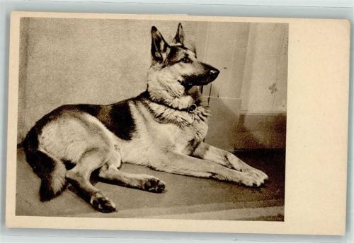 Wien 1. Bezirk, Innere Stadt Tierschutzverein Wien AK Schäferhund