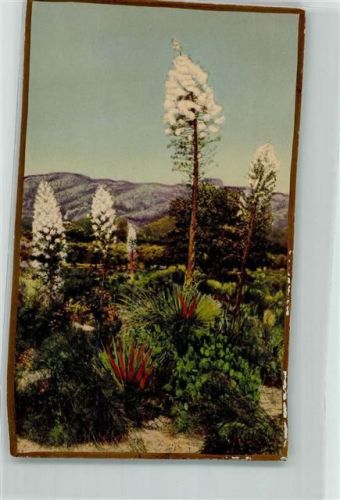 1933 Flora in San Mateo Californien