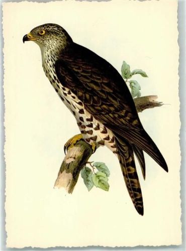 Wespenbussard AK