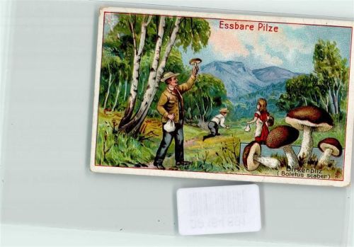 Sammelbild Birkenpilz - Werbung Dr. Thompson Seifenpulver