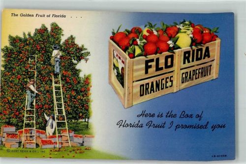 Nr. 96 F Tropical Florida Serie The Golden Fruit of Florida Orangen and Grapefruit , Landwirtschaft