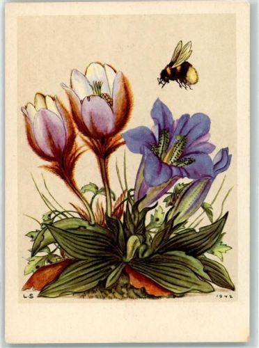 1942 sign. L.S. Alpenflora Enzian AK
