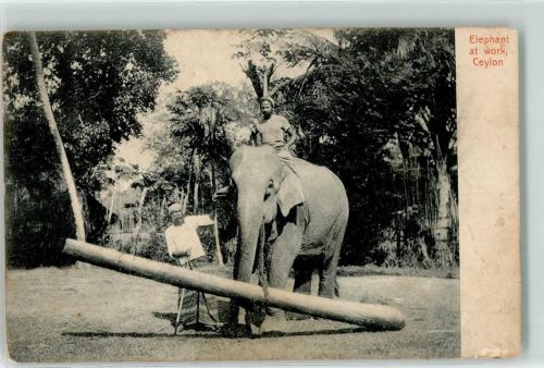 1906 Arbeitstiere in Ceylon AK