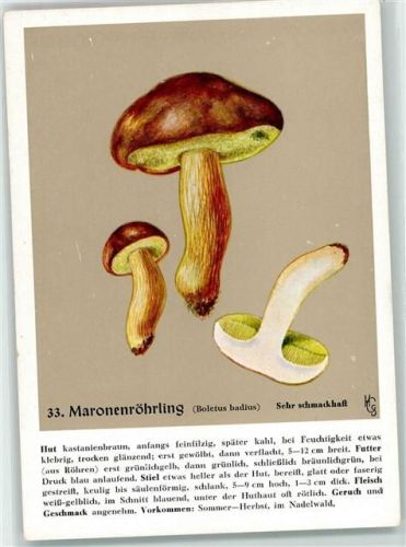 Nr. 33 sign. Guggenthall-Schack , Maronenröhrling - Verlag der Pflanzenwerke , München AK