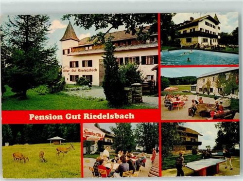 Neureichenau Hotel Pension Gut Riedelsbach Schwimmbad Tischtennis Reh