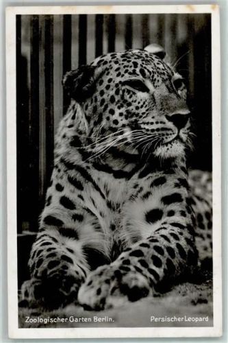 Berlin Mitte Verlag Zoo Berlin Persischer Leopard AK