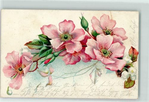 1902 Jürgens Dampf Kaffee Nr. 562 Blüten Rosen