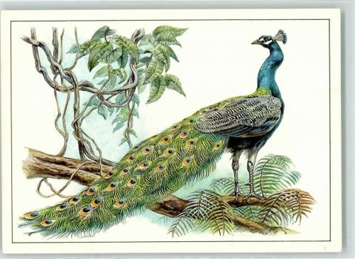 1984 Blauer Pfau , sign. Reiner Zieger AK