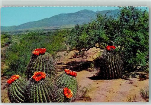 Barrel Cactus on the Deser tin Arizona AK Kaktus