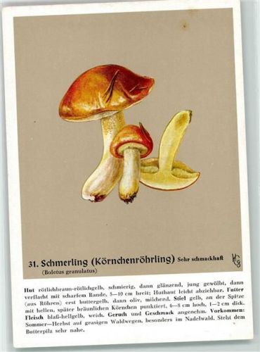 Nr. 31 sign. Guggenthall-Schack , Schmerling - Verlag der Pflanzenwerke , München AK