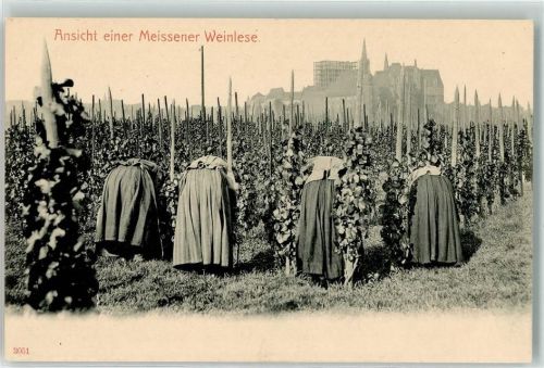 01662 O8250 Meißen , Sachs - Weinlese