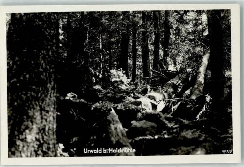 Haidmühle Urwald Naturschutzgebiet
