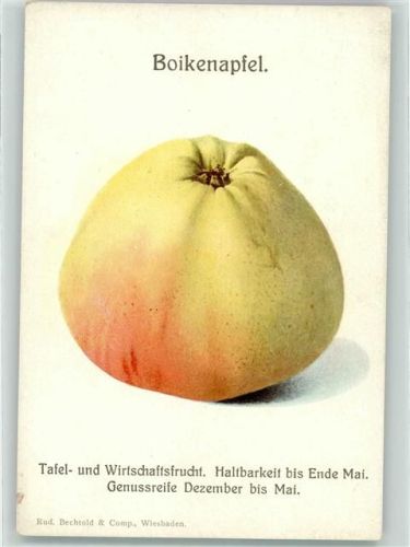 Apfelsorte Boikenapfel