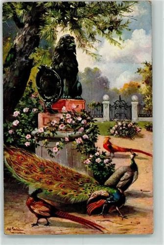 Fasan Pfau Goldfasan Schönian, Alf.