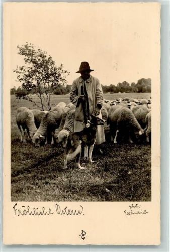 1931 Hirtenhund Schafherde AK