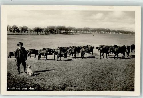 1928 Rinderherde Hirte mit Hund im Harz AK
