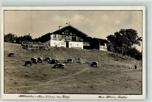 83451 W8235 Piding Foto AK Neubichler Alm Högl Kühe