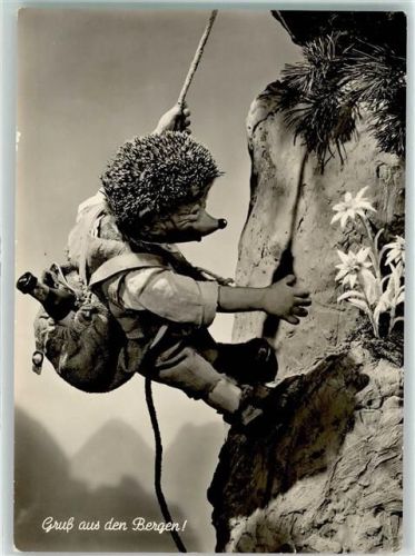 Gruß aus den Bergen Edelweiss Nr.79